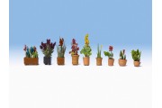 Декоративные растения в вазонах